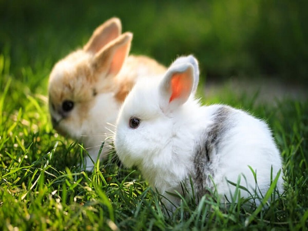 Chiêm bao thấy thỏ trắng đánh con gì?