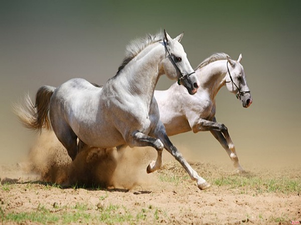 Nằm mơ thấy ngựa đánh con gì? Điềm báo giấc mơ