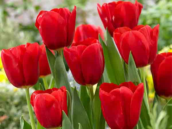 Nằm mơ thấy hoa tulip đánh con gì số mấy, có điềm báo gì