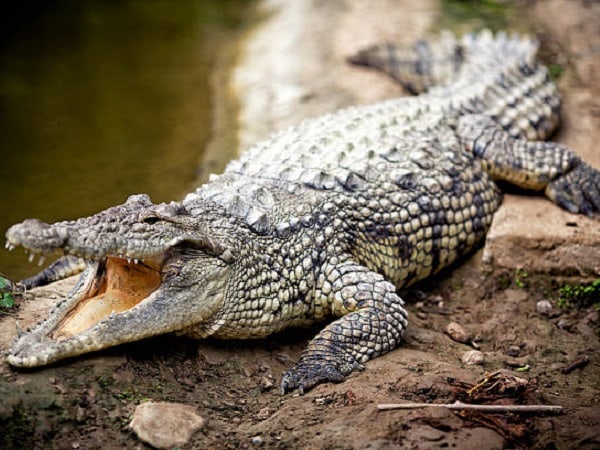 Phân tích giấc mơ thấy cá sấu đánh con gì may mắn?