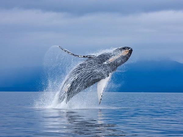 Nằm mơ thấy cá voi điềm báo gì, đánh con gì vào bờ an toàn?
