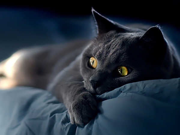 Nằm mơ thấy mèo đen mang ý nghĩa gì? Đánh số mấy?
