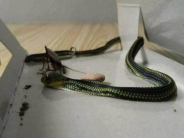 Nằm mơ thấy rắn vào nhà