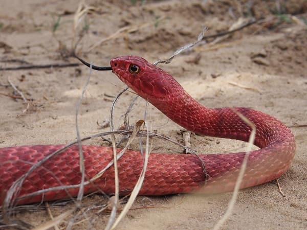 Mơ thấy rắn đỏ lành hay dữ đánh con gì cát lộc gõ cửa?