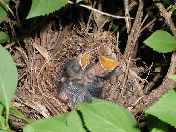 Nằm mơ thấy chim non trong tổ