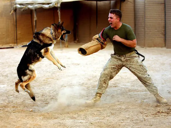 Giải mã nằm mơ thấy chó đuổi cắn đánh con gì may mắn?