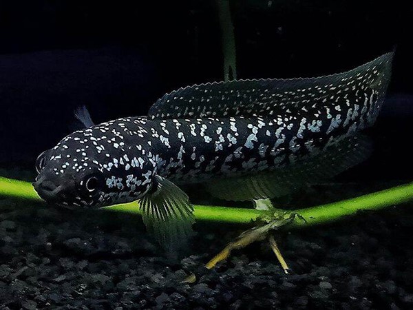 Nằm mơ thấy cá lóc đen là điềm gì, tham khảo số mấy chuẩn?