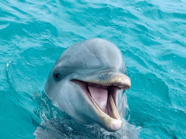 Giải mã chi tiết các giấc mơ thấy cá heo