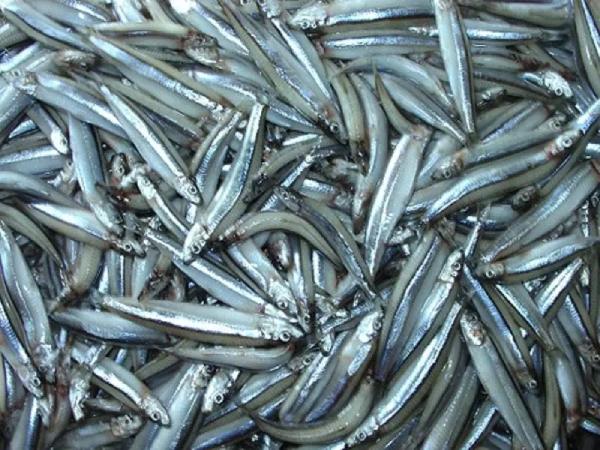 Mẹo hóa giải vận xui khi nằm mộng thấy cá nhỏ