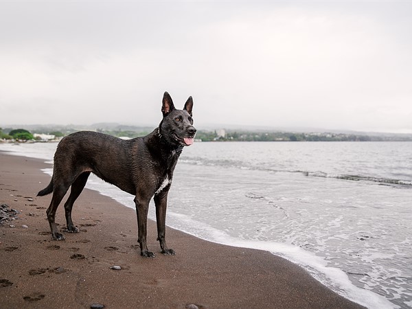Giải mã nằm mơ thấy chó đen đánh con gì, số mấy may mắn?