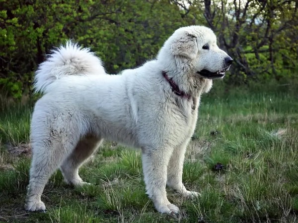 Giải mã nằm mơ thấy chó trắng đánh con gì may mắn?