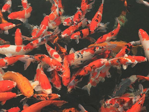 Nằm mơ thấy đàn cá là điềm báo tốt hay xấu, số mấy lộc lá?