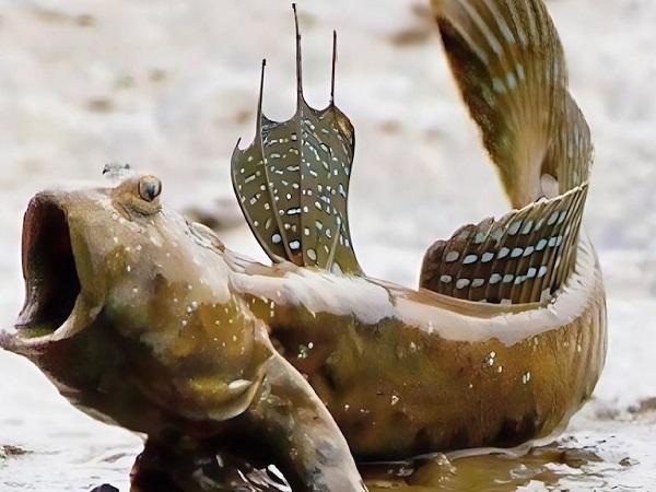 Nằm mơ thấy cá mắc cạn là điềm gì, xấu hay tốt?