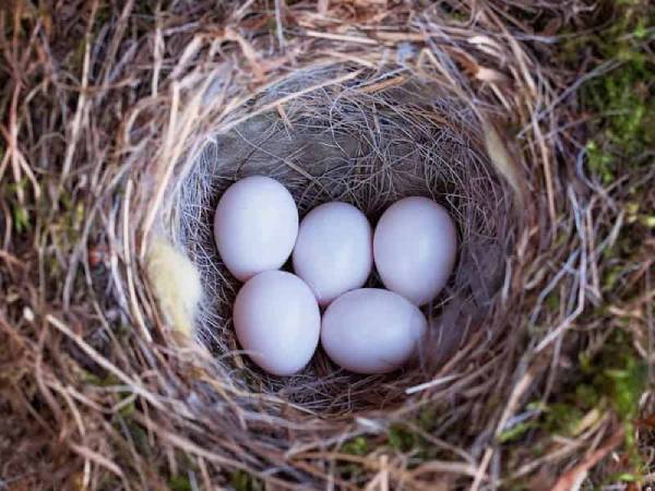 Luận giải ý nghĩa giấc mơ thấy trứng chim là điềm gì?