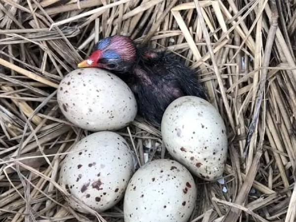 Nằm mơ thấy trứng chim là điềm báo lành hay dữ, số gì hên?