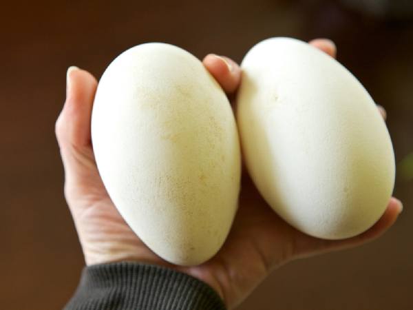 Luận giải ý nghĩa giấc mơ thấy trứng ngỗng là điềm gì?